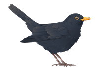 amsel-n