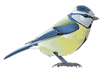 blaumeise-florian-illustration