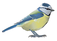 blaumeise-florian