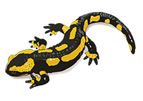 amphibien