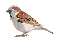 spatz
