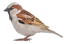 spatz