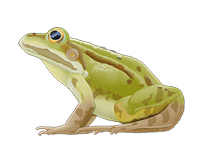kleiner-wasserfrosch-florian