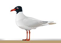 möwe-florian