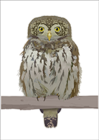 sperlingskauz