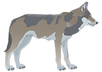 wolf-florian
