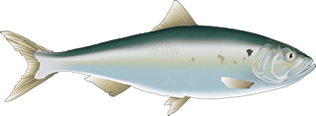 hering-klein-floiran-illustration