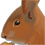 eichhoernchen