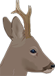 capreolus