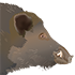 wildschwein