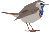 blaukehlchen-klein-florian-illustration