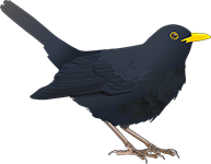 amsel-2-logo-florian-illustration