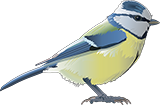 blaumeise-logo-florian-illustration