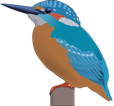 eisvogel-florian