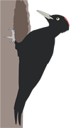 schwarzspecht-klein-florian-illustration