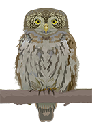 eule