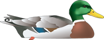 stockente-klein-florian-illustration