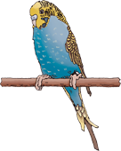 wellensittich-klein-florian-illustration